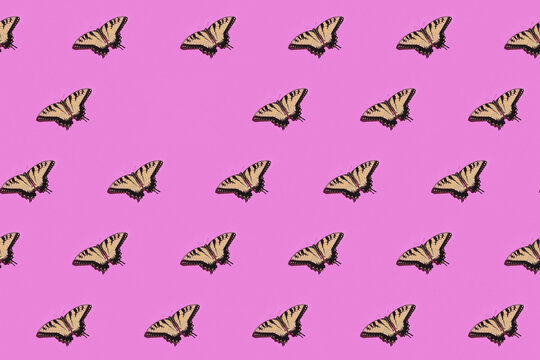Eastern Tiger Swallowtail (papilio glaucus) butterflies on purple flat surface