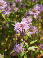 Obraz premium Monarda russeliana oder Russels Indianernessel bildet purpurrote Blüten in sommer