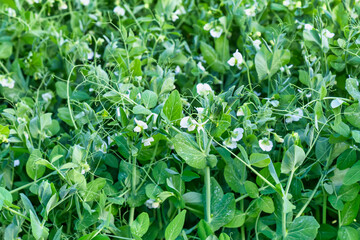 Young peas plant with white flowers background