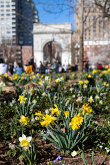 Yellow and White Daffodils during Spring at Washington Square Park in Greenwich Village of New York City