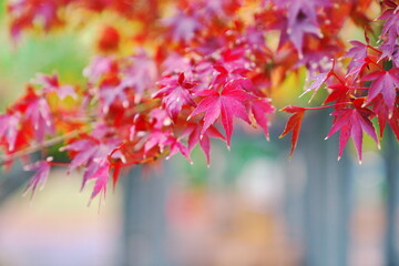 濡れた秋の景色