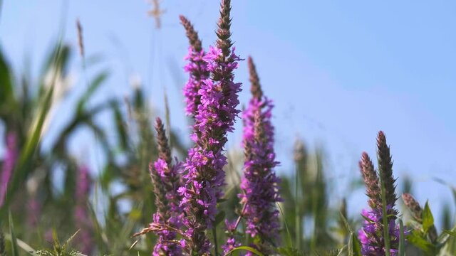 Purple Loosestrife - Lythrum salicaria medicinal herb in summer closeup 4K UHD video