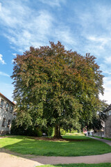 Fototapeta na wymiar Giant tree in a park of the city Schmalkalden