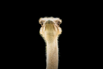 Emu looking at camera isolated on black background with copy space
