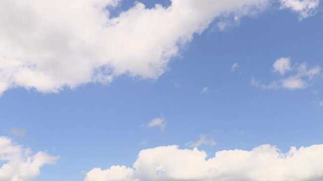 Tilt down video clip from blue sky and clouds to a field of flowers pink poppies 
