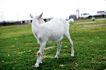 Obraz premium Cute goatling outdoors in grass, rural wildlife photo