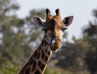 portrait of a giraffe licking its lips