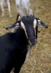 Curious goats chew hay and stare at the camera