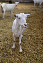 Curious goats chew hay and stare at the camera, rural wildlife photo