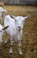 Naklejka na ściany i meble Curious goats chew hay and stare at the camera, rural wildlife photo