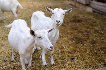 Curious goats chew hay and stare at the camera, rural wildlife photo