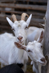 Curious goats chew hay and stare at the camera, rural wildlife photo