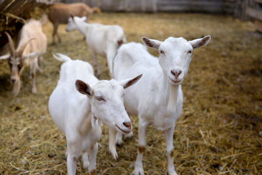 Curious goats chew hay and stare at the camera, rural wildlife photo