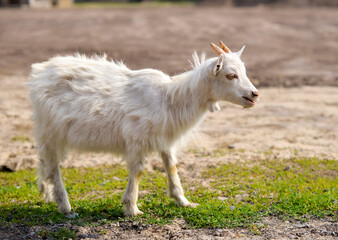 Obraz na płótnie Canvas Cute goatling outdoors in grass, rural wildlife photo