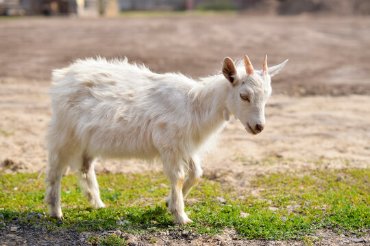 Cute goatling outdoors in grass, rural wildlife photo