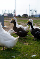 A flock of geese graze on the green grass
