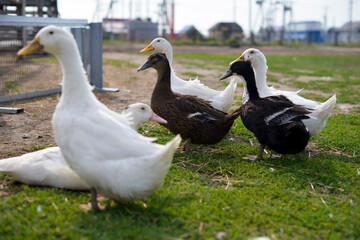 A flock of geese graze on the green grass