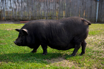 Big pig eating green grass
