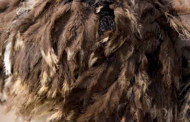 Ostrich feathers close up, abstract background