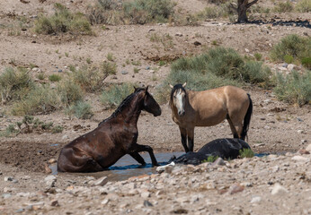 Wild Horses at a Waterhole in the Utah Desert