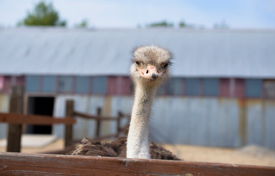 Ostrich head close up