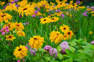 Black-eyed Susan flowers. Yellow flowers blooming in the garden.