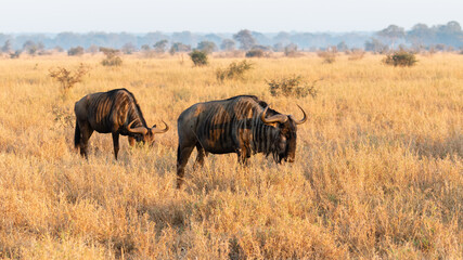 Obraz premium Savanna landscape with two blue wildebeest golden grass