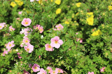 Rosa Fingerstrauch