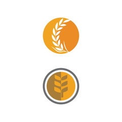 Luxury Golden Grain Weath / Rice Logo Design Vector