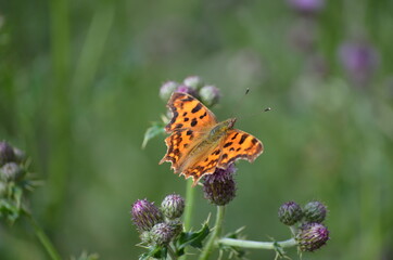 Schmetterling Großer Fuchs