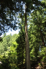 Obraz premium trees in the forest