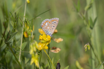 Common blue butterfly (Polyommatus icarus) on a yellow lotus blossom. 