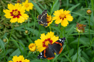 Motyle © DrzewkoBonsai