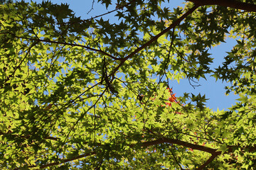 green leaves against the sky