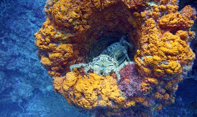 Underwater photo of a crab resting in a coral crevice in a reef in the Caribbean sea