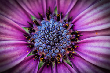 Macro de fleurs