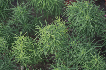 Background of green plants. Eco-friendly background of grass and greenery. Bright green and juicy greens