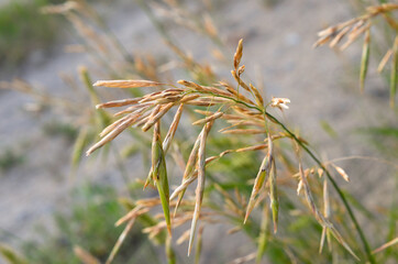 Steppe grass. Macro