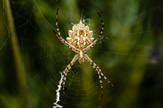 An undiscovered spider species. Macro shot, spider