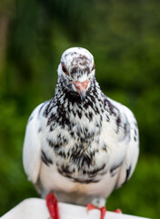 White pigeon with black marks on body close up face with selective focus