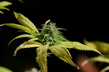marijuana bud to make natural cannabis oil