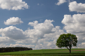 Fototapeta na wymiar a lonely tree among fields with green grain against the background of white clouds and blue sky, in the distance a clump of a grove