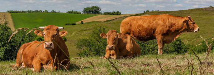 Troupeau de Vache dans le Comminges