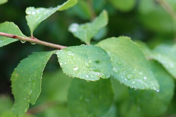 Raindrops on green leaves of a tree 