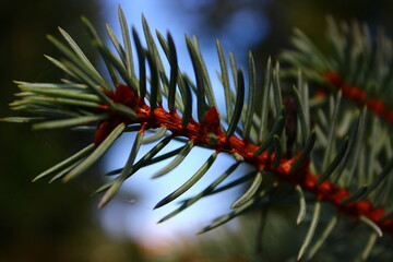 pine branch