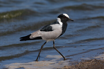 Ons blacksmith lapwing feeding in shallow water