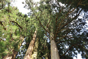 Fototapeta premium tree in the forest