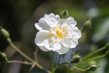 Fototapeta na wymiar Macro shot of a rose blossom