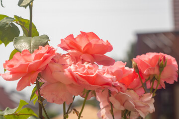 Macro shot of a rose blossom