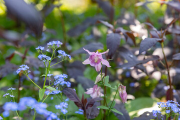 Pink acquelei and forget-me-not in the garden